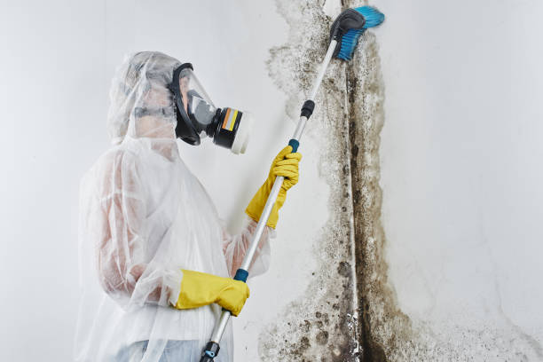 Best Basement Mold Removal  in New Roads, LA